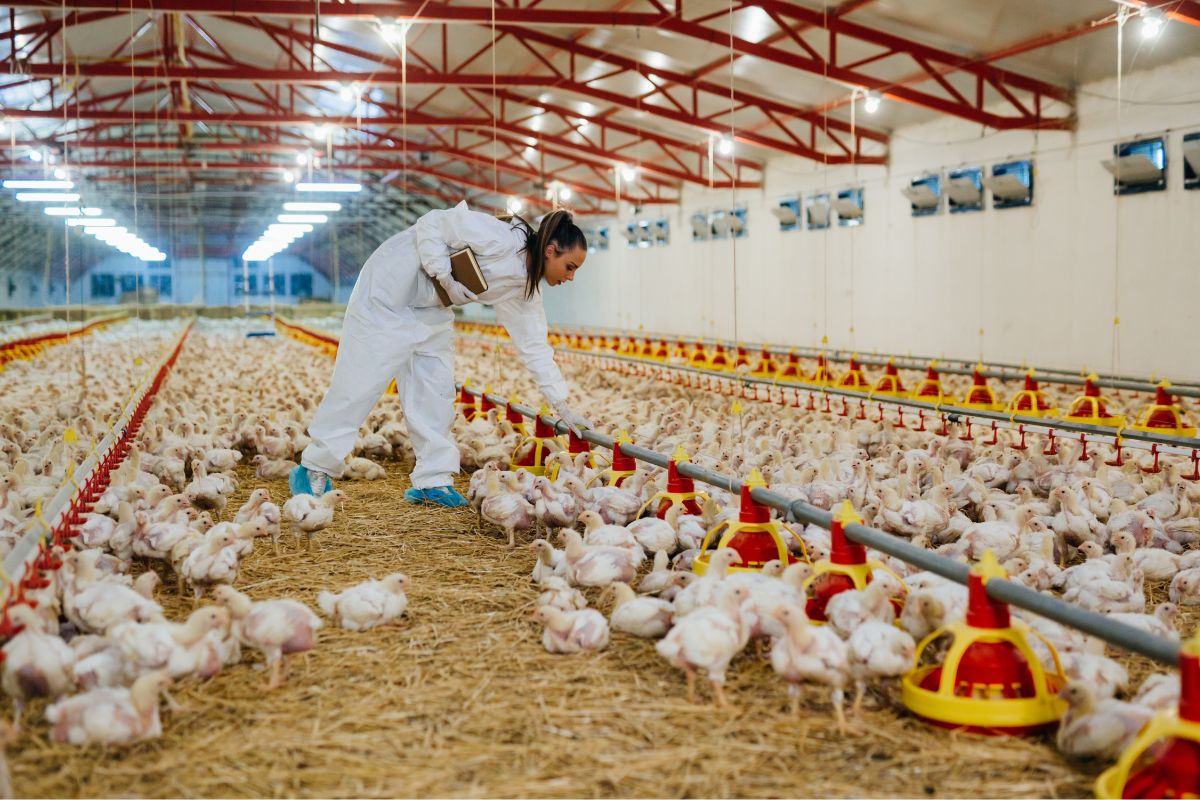 Industrial Broiler Farming Investment: Smart Poultry Business for Passive Income