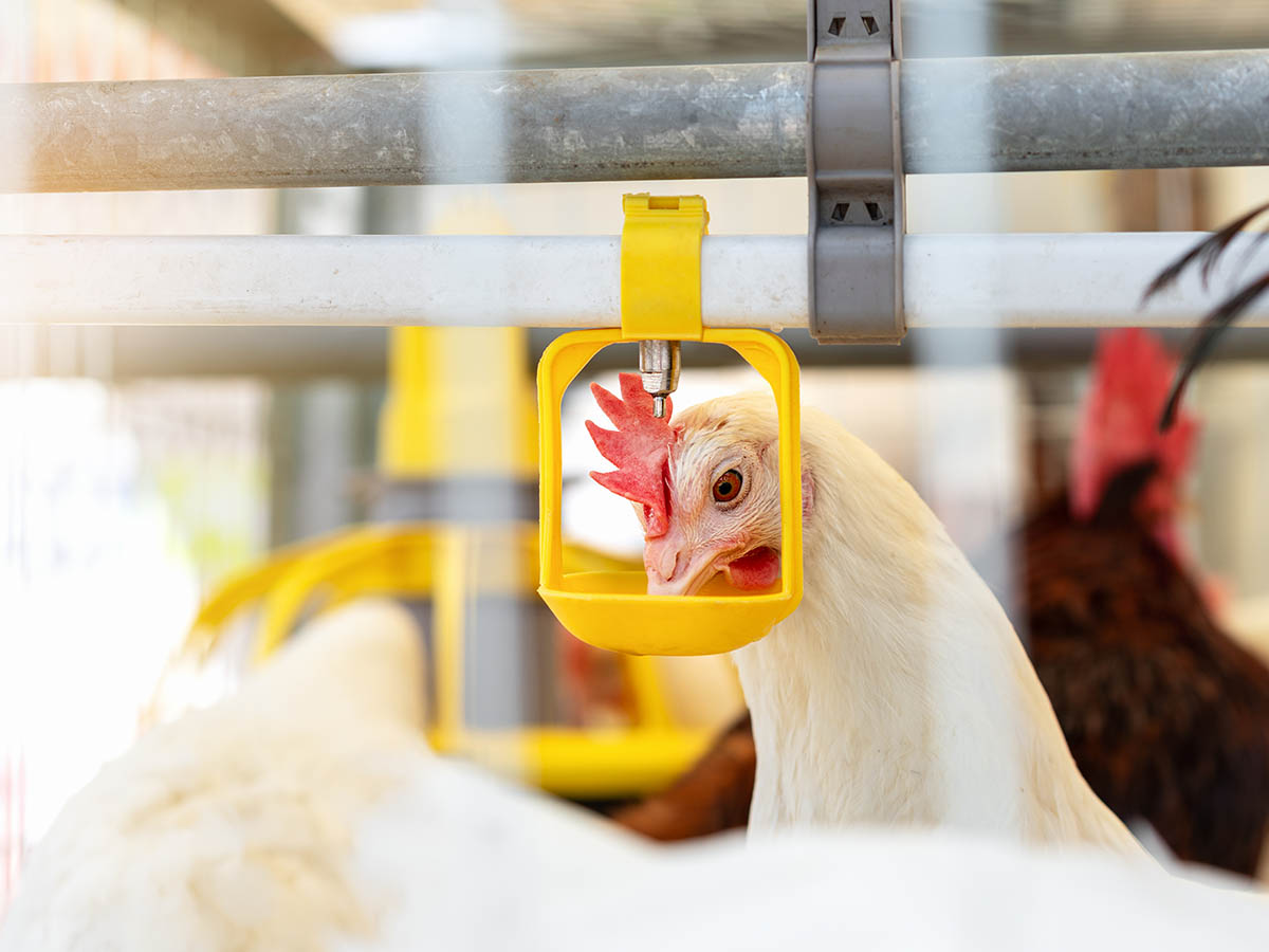 Agricultural Investment in Turkey for UK Investors 2026