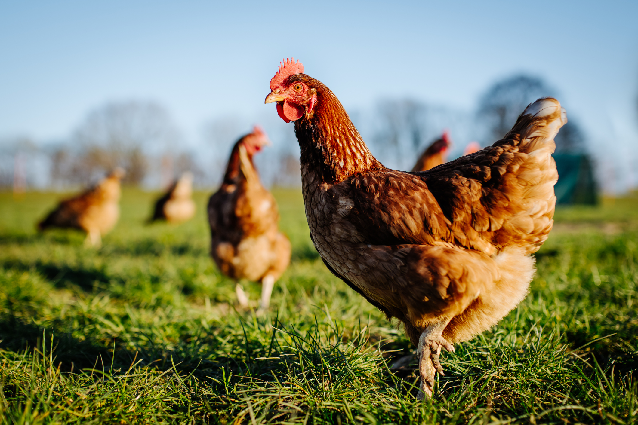 How UK Investors Can Earn Passive Income from Poultry Farms in Turkey