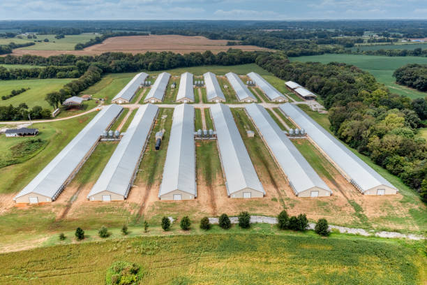 Chicken Farm Investment vs Livestock Farming: Which Is More Profitable?