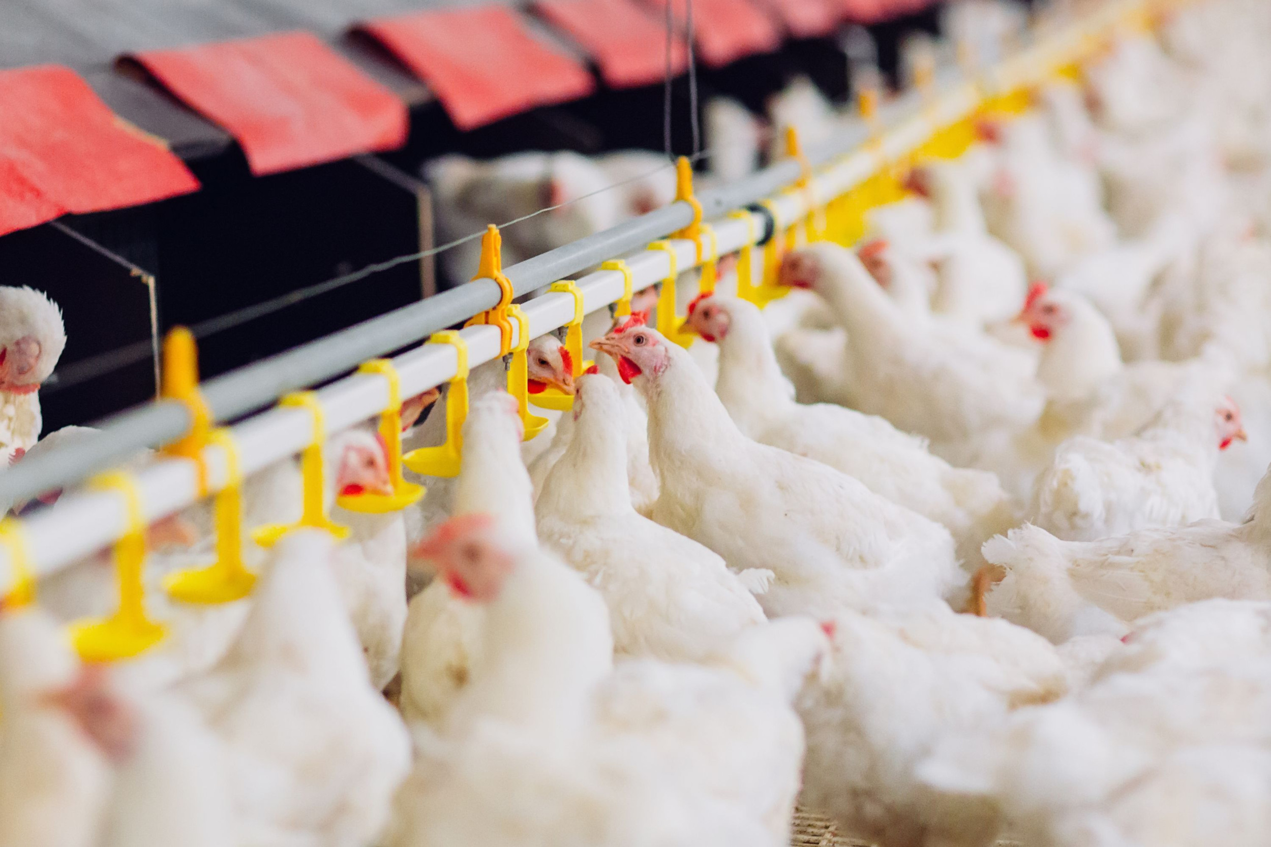 Poultry Farm Investment: High ROI Chicken Farming Business Guide 2026