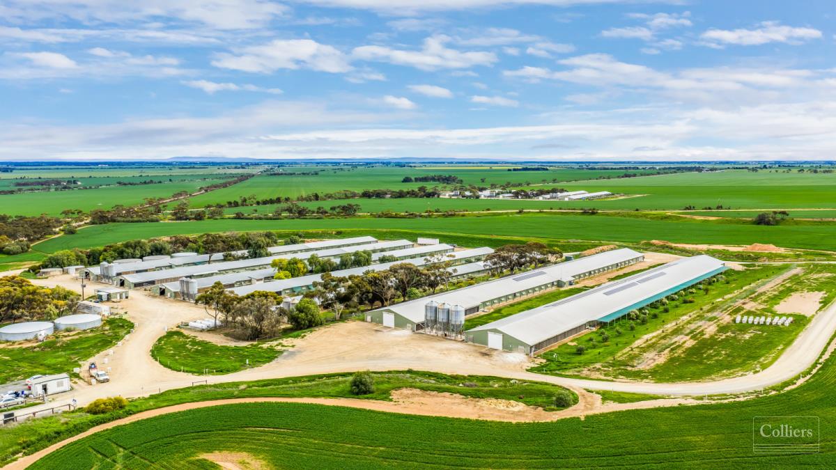 The Institutionalisation of Poultry: Why 2026 is the Year of the Industrial Broiler Hub