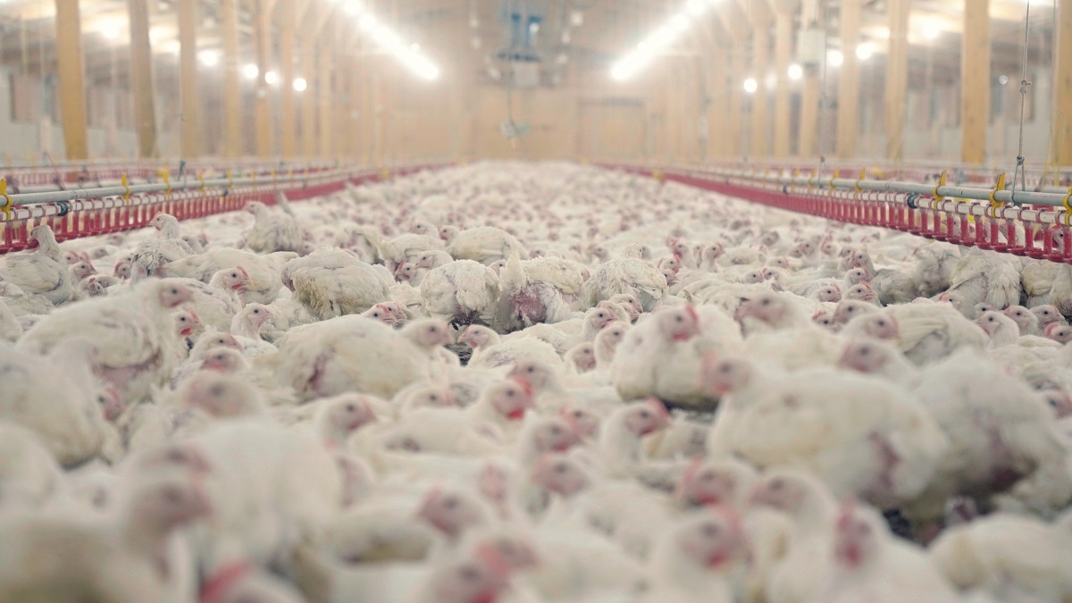 Passive Income from Poultry Farms: Is It Really Possible?