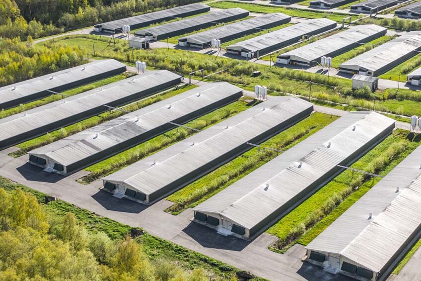 Is Poultry Investment Profitable? Complete Guide for Investors in 2026
