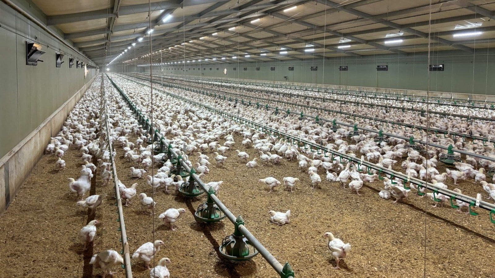 Poultry Farm Investment: Profitable Chicken Farming Business Guide 2026