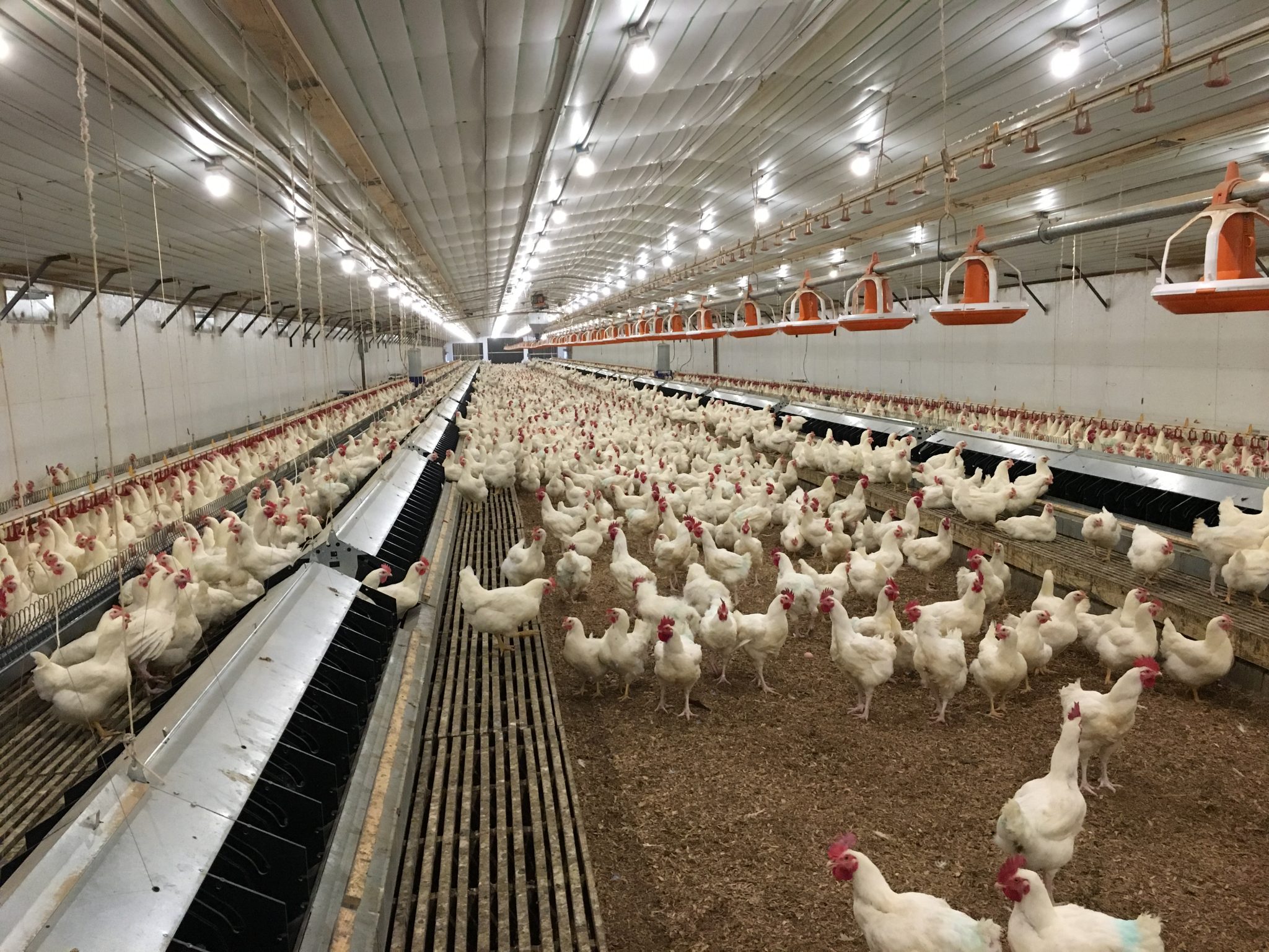 Poultry Farm Investment for Passive Income: Smart Farming Opportunity 2026