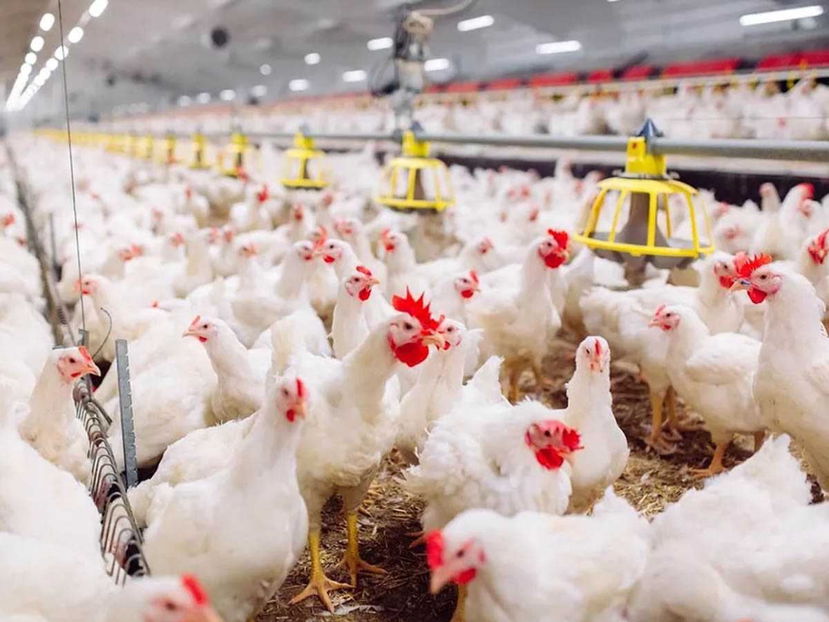 How UK Investors Can Earn Passive Income from Turkish Farms