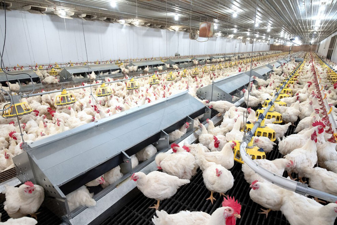 Why Should Investors Choose Us? Fully Managed Poultry Investment Opportunity in 2026