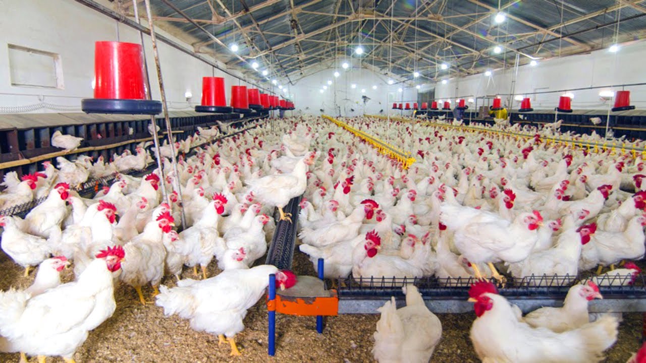 Poultry Farm Investment in Turkey: A Smart Option for British Investors