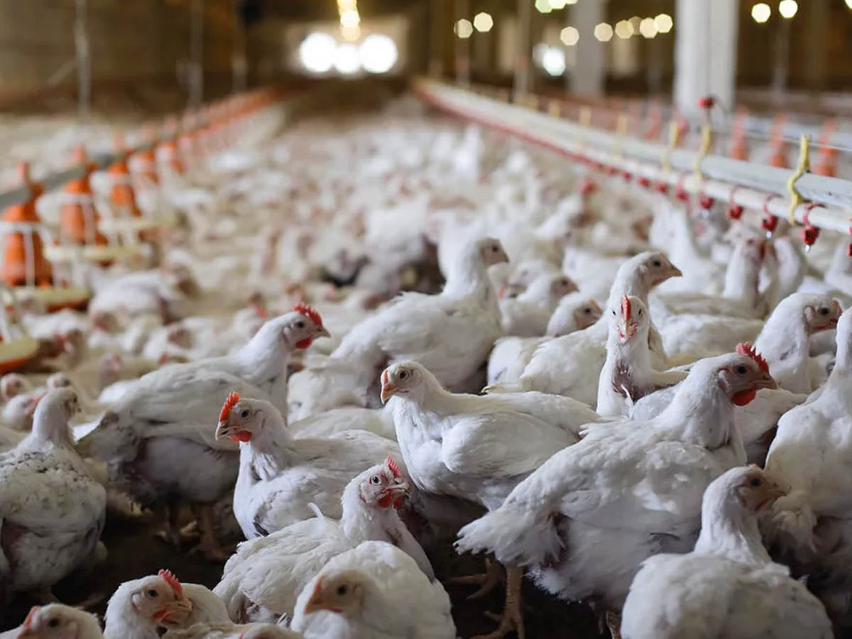 Why British Investors Are Choosing Broiler Farm Investment UK Opportunities in Türkiye
