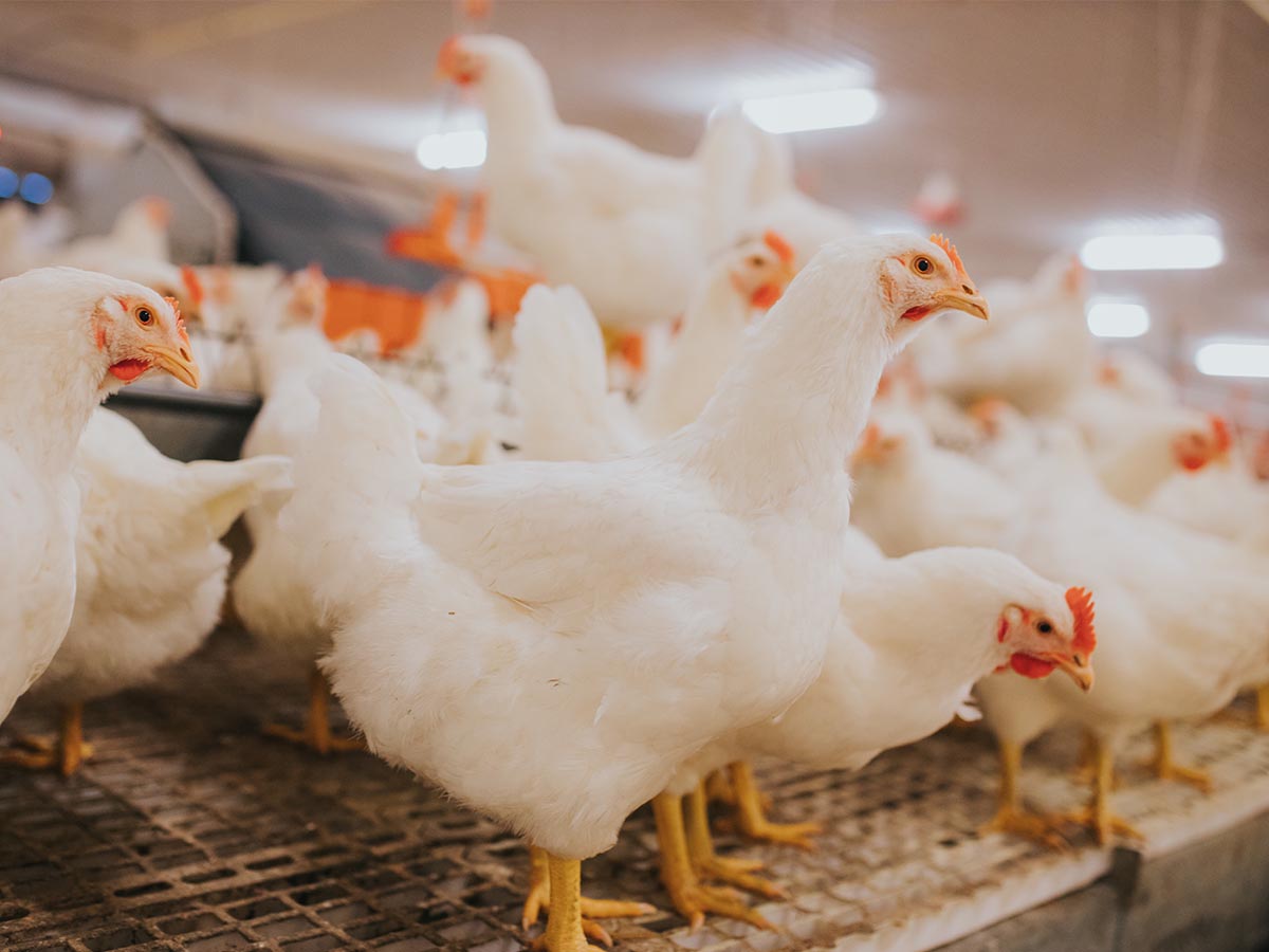 Poultry Farm Investment UK 2026 — A Guide for British Investors
